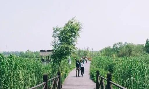 江苏被遗忘的5A景区：溱湖国家湿地公园