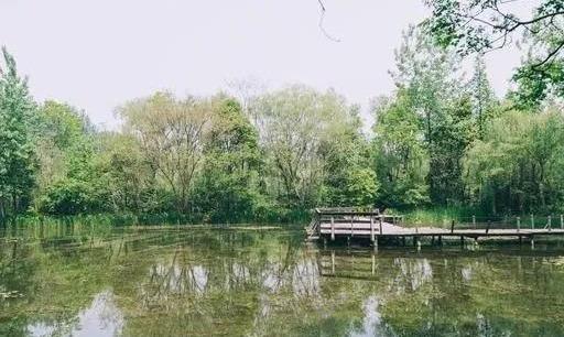 江苏被遗忘的5A景区：溱湖国家湿地公园