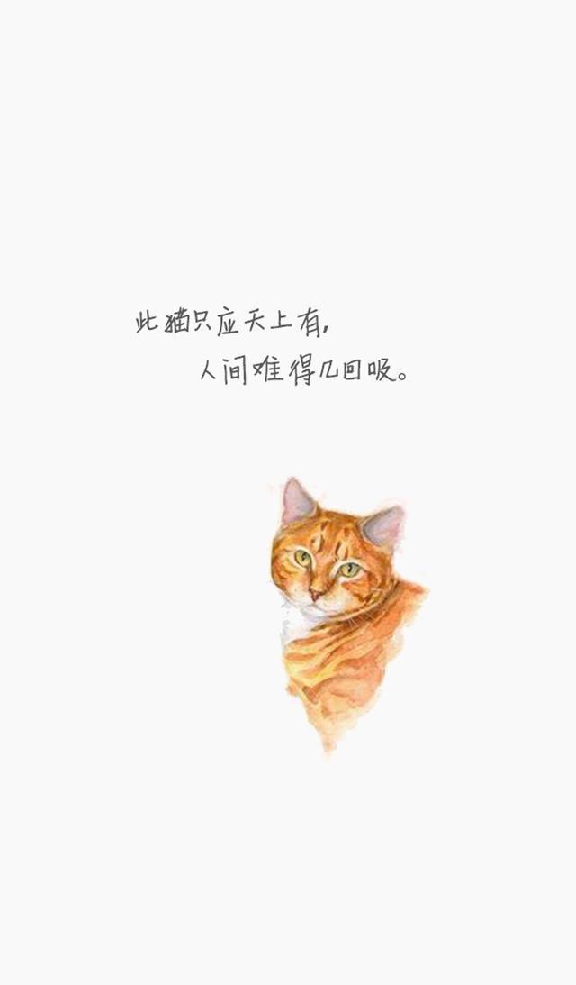 「美图 壁纸」你要的卡通猫咪壁纸
