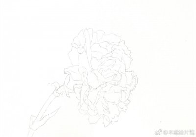 ​康乃馨彩铅绘画过程学习 | 绘画：@琳琅April
