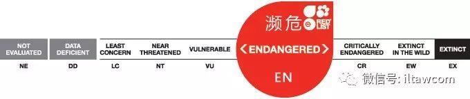 物种图册-中国鳄蜥