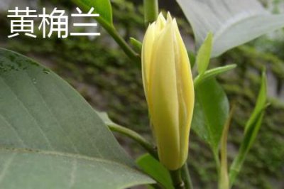 ​黄桷兰和白兰花的区别