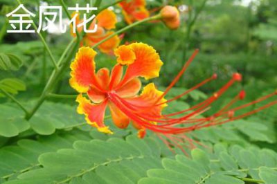 ​金凤花和凤凰花的区别
