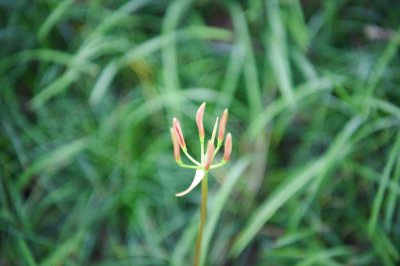 ​红花石蒜有毒吗