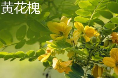 ​黄花槐和黄槐的区别