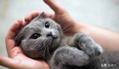 ​猫咪假死症状
