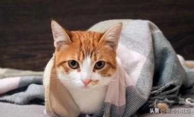 ​对猫无毒的花