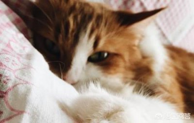 ​猫咪胸腔积水初期症状