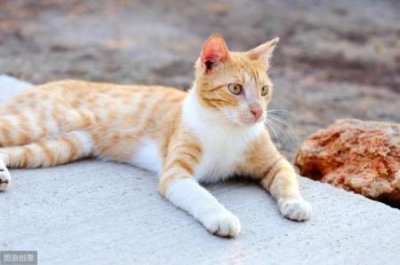 ​白柯基犬是串吗？白柯基犬多少钱一只