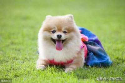 ​大型犬适合家养廉价大型犬适合家养的