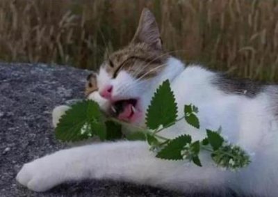 ​猫咪得了猫藓不要嫌弃它，用对方法是可以把猫藓治好的！
