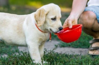 ​银狐狗 狗银狐狗