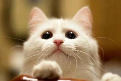 ​猫咪受伤了如何正确处理伤口？要幸免猫接触伤口，特殊情况下送医！