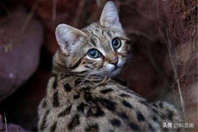 ​猫咪能吃的20种人类食物，吃了更加处于良好的状态，养猫的你不妨看看！