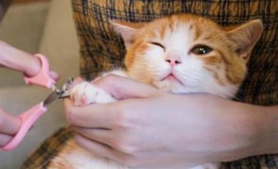 ​家里猫咪突然得了猫癣怎么办？别担心！20元轻松治好它