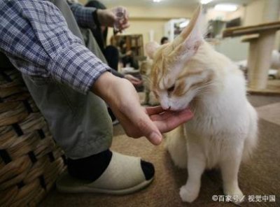​猫咪是如何交配的？奇怪的知识又增加了！ 猫咪是如何识别主人的