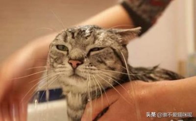 ​如何饲养英短猫？英短猫的饲养方法介绍