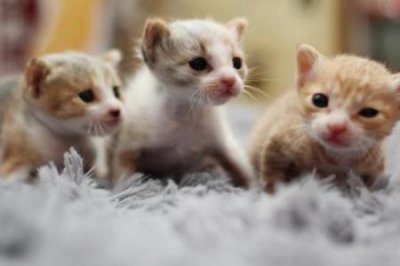 ​猫咪反复尿血该怎么办？猫咪反复尿血的