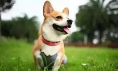 ​狗狗洗完澡耳朵用什么狗狗洗完澡一直摇头甩耳朵