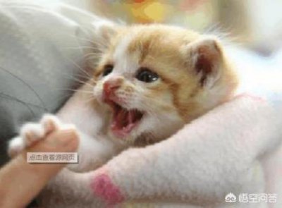 ​流浪猫要不要投喂？在路上见到流浪猫该怎么办？