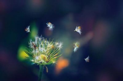 ​樱花是哪里的国花？樱花一般几月份开花？