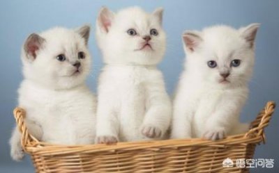 ​猫咪快要生产了，这些事情你要知道