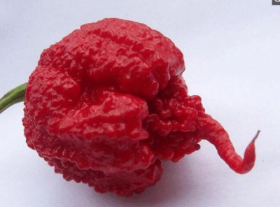 ​世界前三名最辣辣椒，中国的涮涮辣排第三！咬一口喉咙冒火！