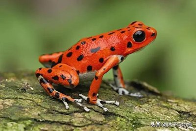 ​青蛙猎杀锦蛇？本身无毒，却能轻松毒死眼镜王蛇？