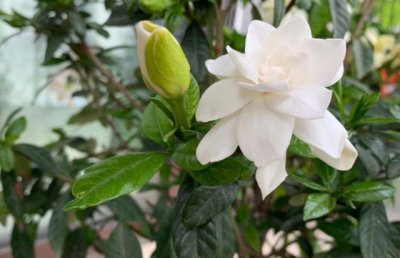 ​栀子花出现黑叶干枯？教你“1招”彻底解决问题，越养越旺