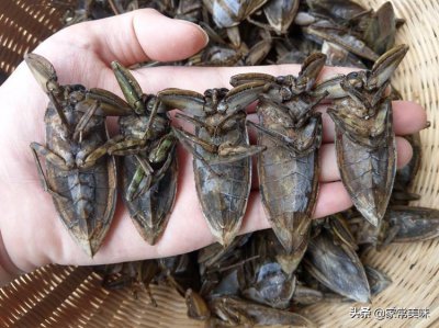 ​你吃过广东水蟑螂吗？嚼起来嘎吱嘎吱响，还有沁人心脾的桂花香