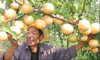 ​震惊！颐和果园，骗局黑幕大揭秘，一看吓一跳！