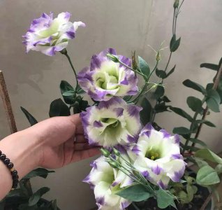 ​无刺玫瑰，给您芳香、不怕不扎手！已然跃升四大鲜切花