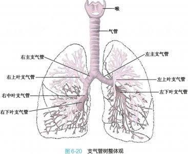 ​肺鳞癌是怎么长出来的？怎样早期发现？医生教你看CT片