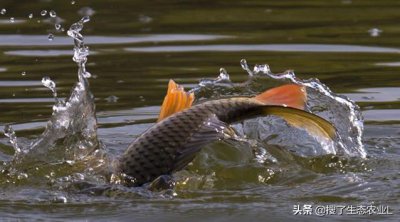 ​浅谈淡水养殖哪种品种的鱼利润高，收益可观且好养殖