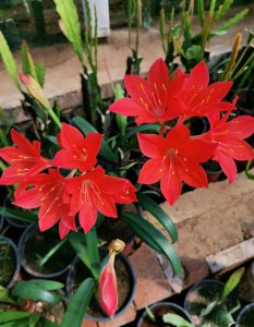 ​球根花卉“紫根兰”，美不输朱顶红，一年开几次，封闭阳台也能养