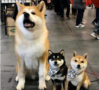 ​秋田犬VS柴犬，看完这6个区别，你更喜欢谁？