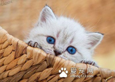 ​蓝眼睛的猫是什么猫 是可爱的贵族波斯猫