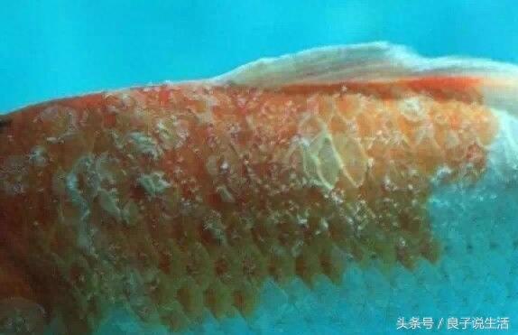 观赏鱼立鳞症看着浑身就不舒服，该怎么治疗呢？