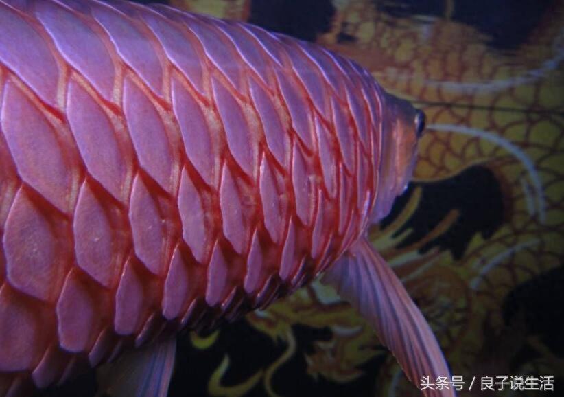 观赏鱼立鳞症看着浑身就不舒服，该怎么治疗呢？