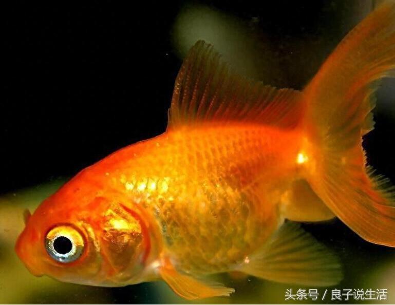观赏鱼立鳞症看着浑身就不舒服，该怎么治疗呢？