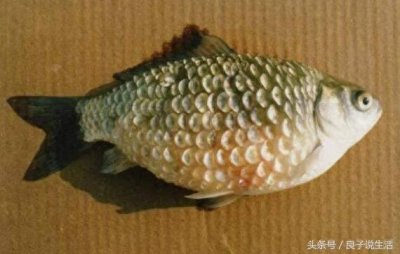 ​观赏鱼立鳞症看着浑身就不舒服，该怎么治疗呢？