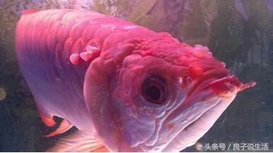 观赏鱼立鳞症看着浑身就不舒服，该怎么治疗呢？