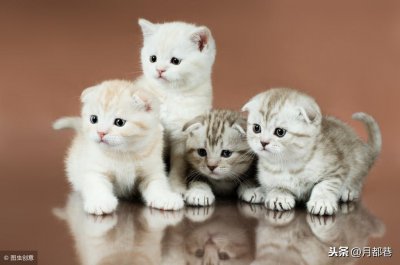 ​苏格兰折耳猫多少钱一只？苏格兰折耳猫的市场情况？