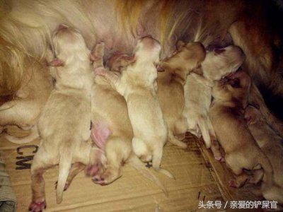 ​狗狗怀孕后有哪些表现？