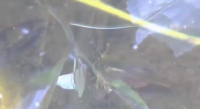 ​江苏小区发现2亿年前远古生物！俗称三眼恐龙虾，它有何价值？