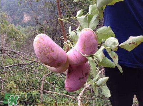 八月炸怎样种植 八月炸什么时候成熟