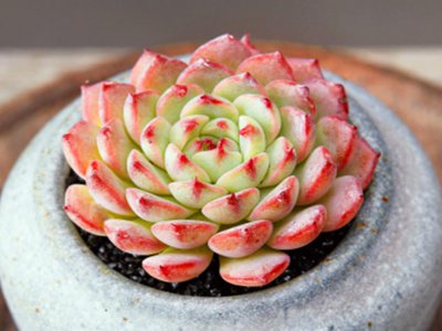 ​多肉粉姬莲和蓝姬莲有啥区别？姬莲圈太乱很难区别，都这么养就好