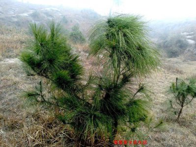​一个叫木头，一个叫马尾，它叫马尾松，长得静美，死得绚烂