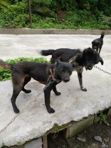 ​目前仅存的一只原生态犬种，它祖辈曾活跃在原始森林之中！