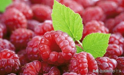 ​木莓果亮丽美观，滑嫩多汁爱情语